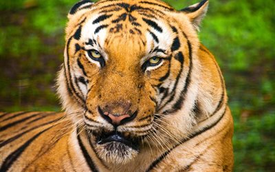 gato selvagem, tigre, foto tigres