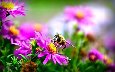 flowers, summer, nature, bee