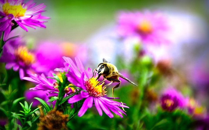 fleurs, l'été, la nature, les abeilles