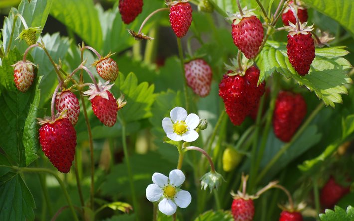 summer, strawberries, nature, berries, flowers