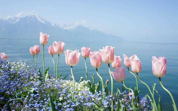 lake geneva, manzara, İsviçre, su, çiçek, doğa, dağlar, Lale, unutma-beni çiçekleri