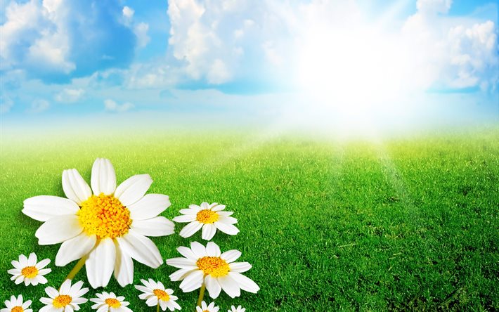 graphics, nature, summer, landscape, field, flowers, chamomile, the sky, the sun