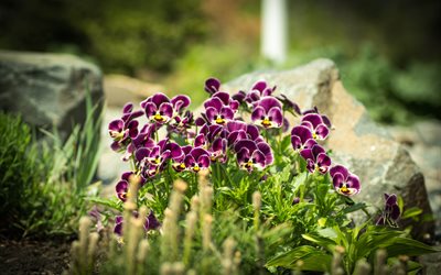 grass, leaves, pansy, flowers, summer, spring, nature, stone