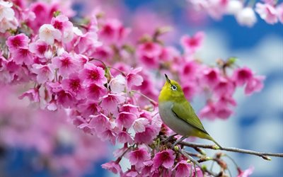 puu, kevät, oksa, kukat, kirsikka, luonto, sakura, lintu, valkoiset silmät, taivas