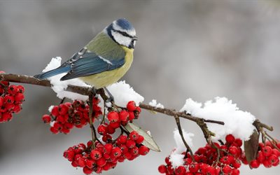 rowan, snow, winter, branch, tit, bird, nature, berries