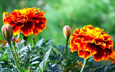 buds, pair, marigolds, velvet ribbon, flowers, summer, nature, leaves