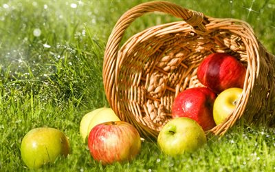 gotas, água, maçãs, frutas, cesta, grama, outono, natureza, faíscas