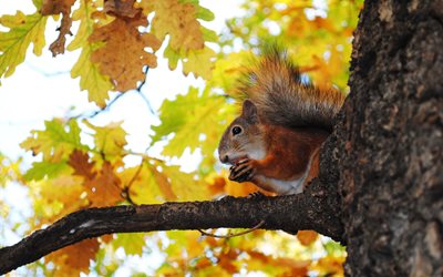 tree, oak, protein, branch, rodent, walnut, acorn, animal, nature, autumn