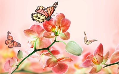 grafica, fiori, orchidee, farfalle