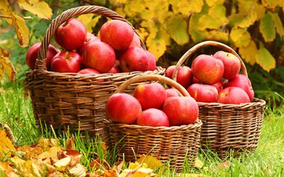 canasta, las hojas, las ramas, las manzanas, la hierba, el otoño, la fruta, la naturaleza, las frutas