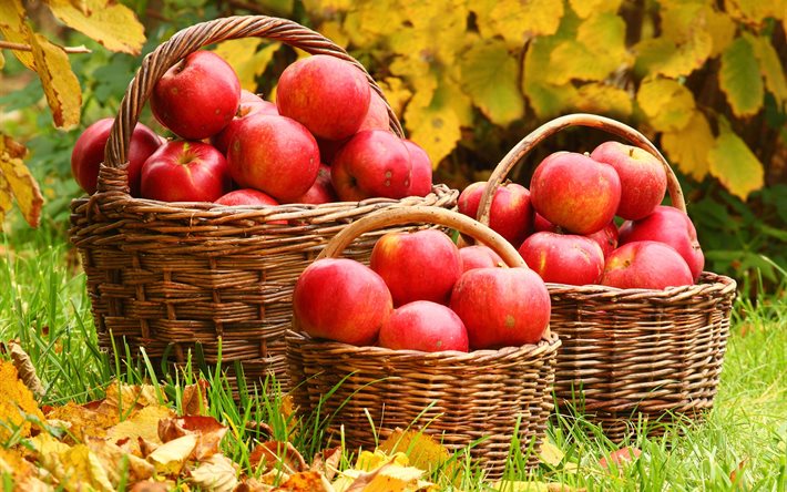basket, leaves, branches, apples, grass, autumn, fruit, nature, fruits
