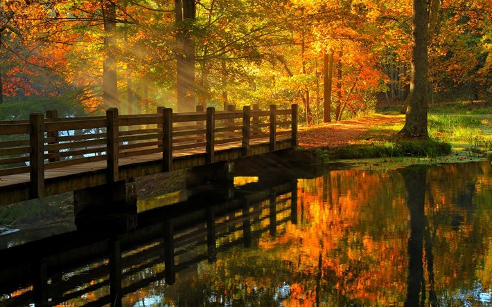 el agua, el puente, árboles, camino, parque, paisaje, otoño, naturaleza, el sol