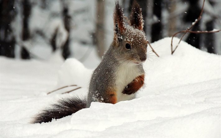 protein, winter, rodent, animal, snow