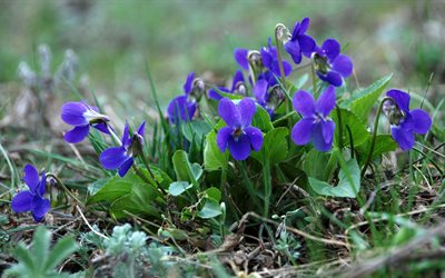 spring, nature, flowers, primrose