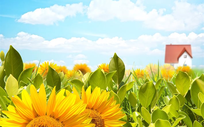 summer, nature, field, leaves, grass, graphics, flowers, sunflowers, the sky, the house
