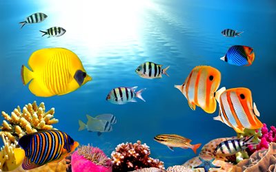 korallit, kalat, tropiikit, valtameri, vesi, luonto, tähti