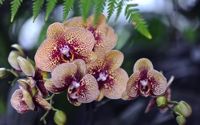 ormbunke, orkidé, blommor