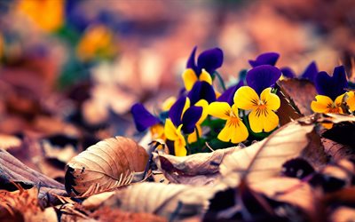 nature, autumn, leaves, flowers, pansy, viola