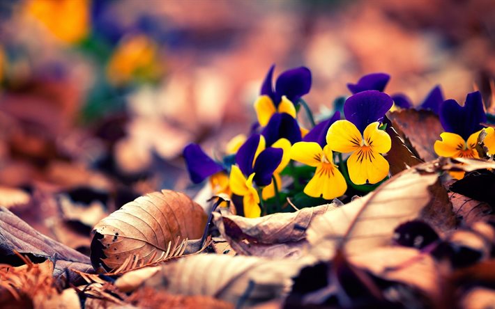 nature, autumn, leaves, flowers, pansy, viola