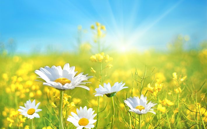 summer, nature, field, grass, flowers, chamomile, winter cress, the sky, the sun, rays