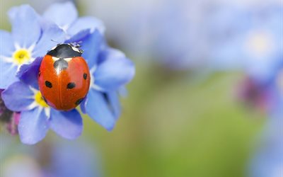 forget-me-nots, flowers, macro, beetle, nature, ladybug