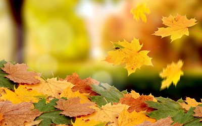arce, hojas, otoño, naturaleza, noviembre