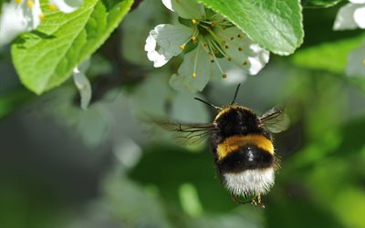 leaves, flowers, flowering, branches, spring, nature, bumblebee