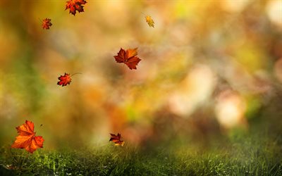 maple, leaves, rosa, background, water, drops, grass, autumn, nature, graphics, november
