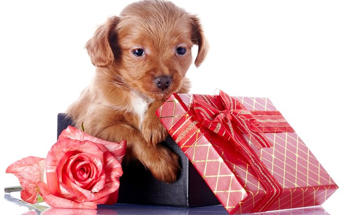 dog, puppy, view, animal, box, gift, flower, rose