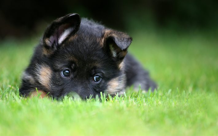 puppy, dog, cub, shepherd, nature, grass, animal, muzzle, eyes, view