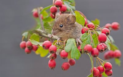 leaves, hawthorn, branch, fruits, nature, vole, mouse, rodent, animal, berries