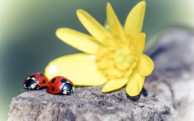 macro, nature, insects, beetles, ladybug, pair, stump, flower