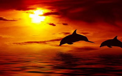 water, the sky, jump, pair, the sun, dolphins, sunset, animals, evening