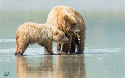 la nature, paire, cub, l'ours, le cincle plongeur, des ours, des prédateurs, des animaux, de l'eau