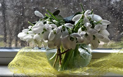drops, water, vase, bouquet, window, snowdrops, flowers, spring, sill