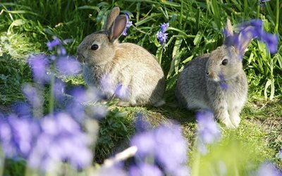 hares, rabbits, animals, nature, summer, grass, flowers