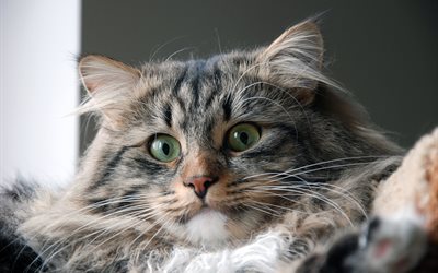 kedi, hayvan, namlu gözleri