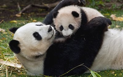 dipper, bear, panda, bears, cub, animals, nature, hugs
