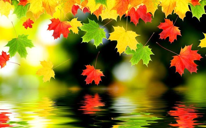 autumn, leaves, nature, maple, graphics, water, bokeh