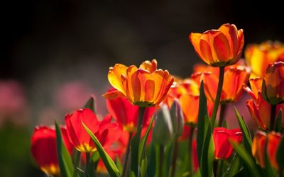 튤립, 봄, 자연, 꽃, 다채로운