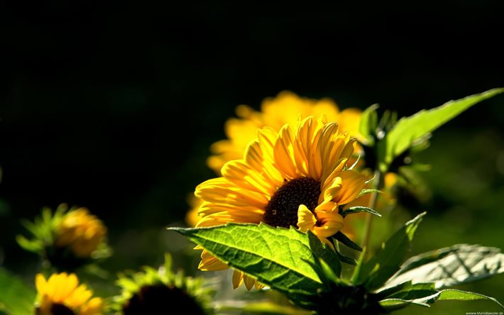 natur, sommar, blommor, solrosor