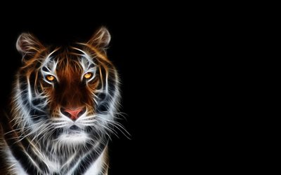 animale predatore, frattale, grafica, tigre