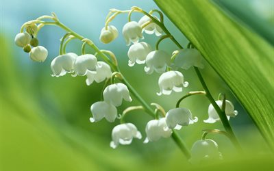spring, nature, summer, flowers, lilies of the valley, macro