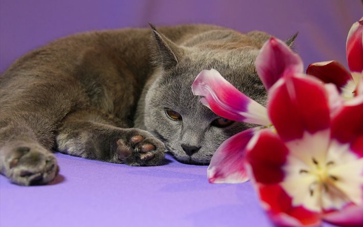 cat, flowers, animal, tulips