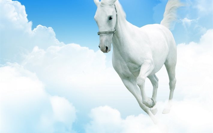white, horse, clouds, animal, the sky
