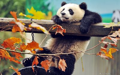 l'automne, panda, ours, des branches, des animaux, des feuilles