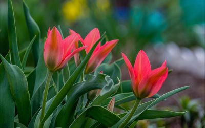la nature, les fleurs, les tulipes, les semis naturel