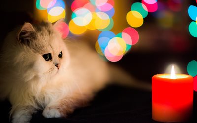cat, holiday, christmas, new year, candle, bokeh
