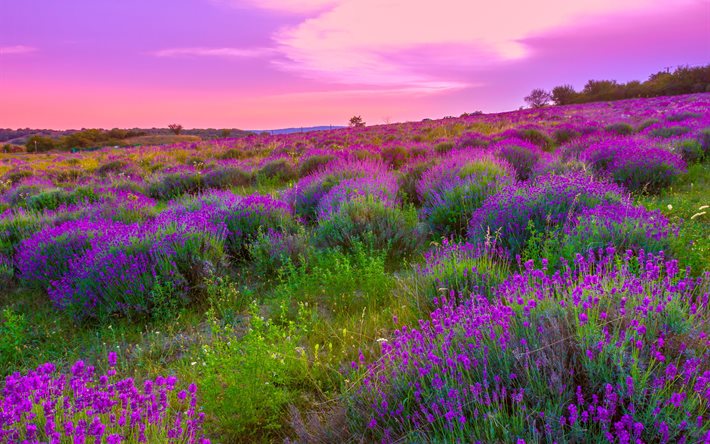 flowers, lavender, field, sunrise, landscape, dawn, nature, morning