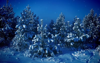 ağaç, manzara, gece, kış, kar, ağaçlar yemiş
